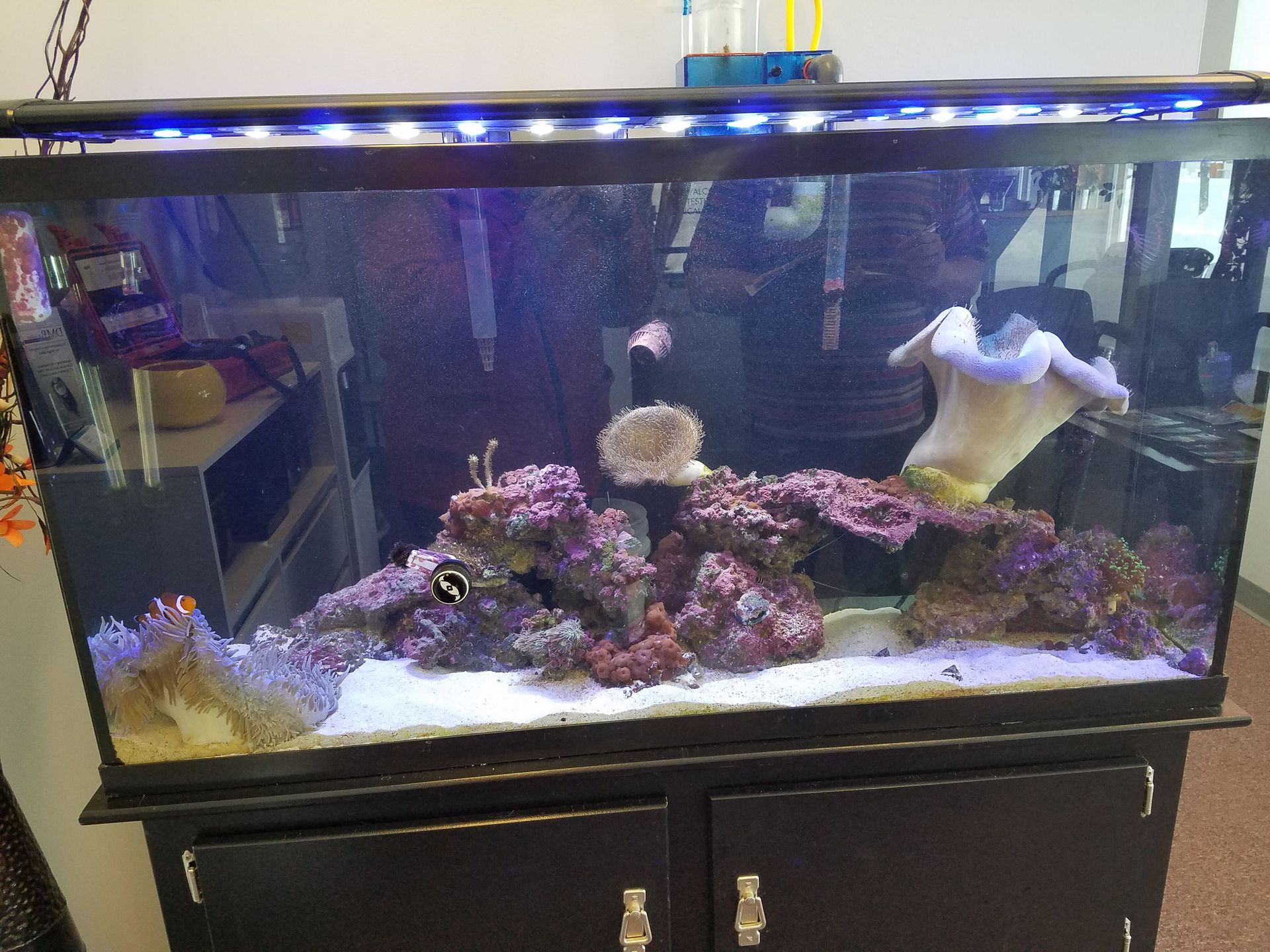 A large aquarium filled with lots of fish and corals