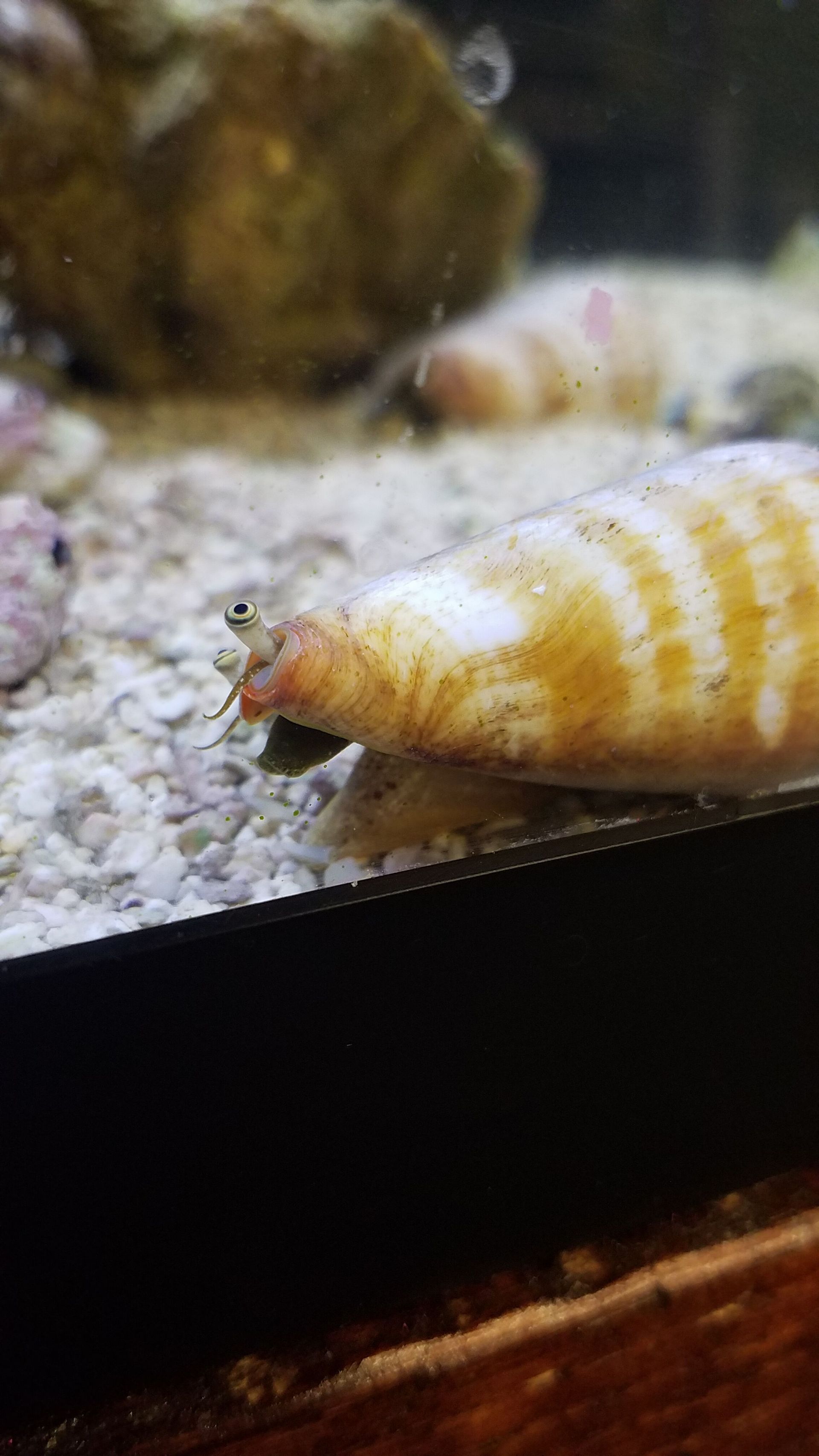 Tiger Conch - SW