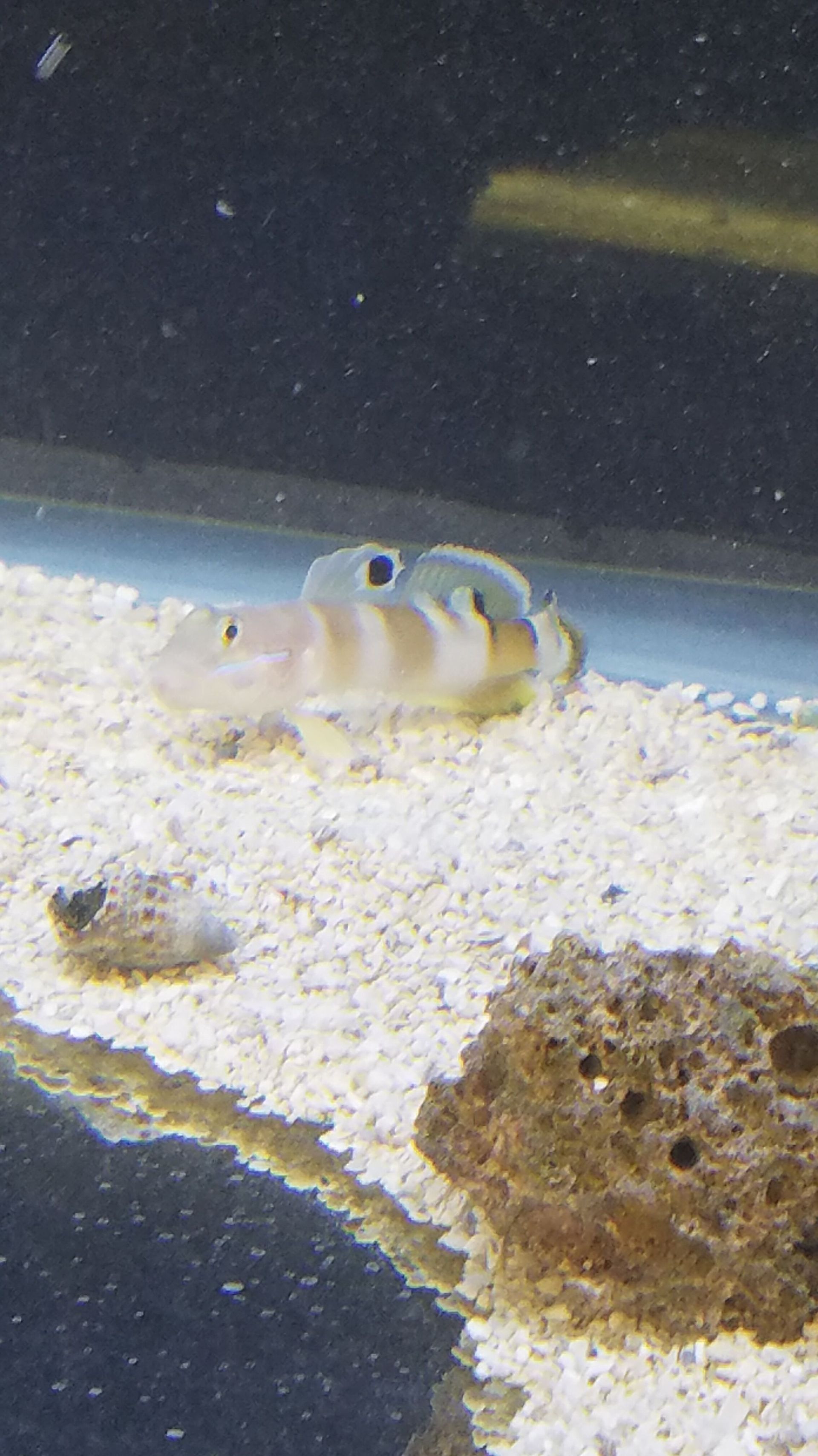 Tiger Goby