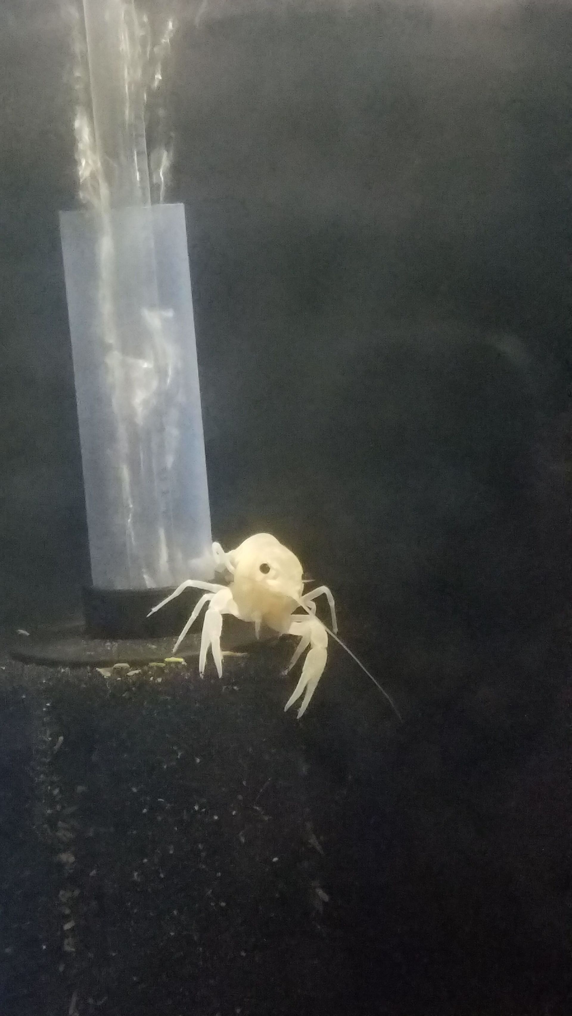 Vanilla Crayfish - FW