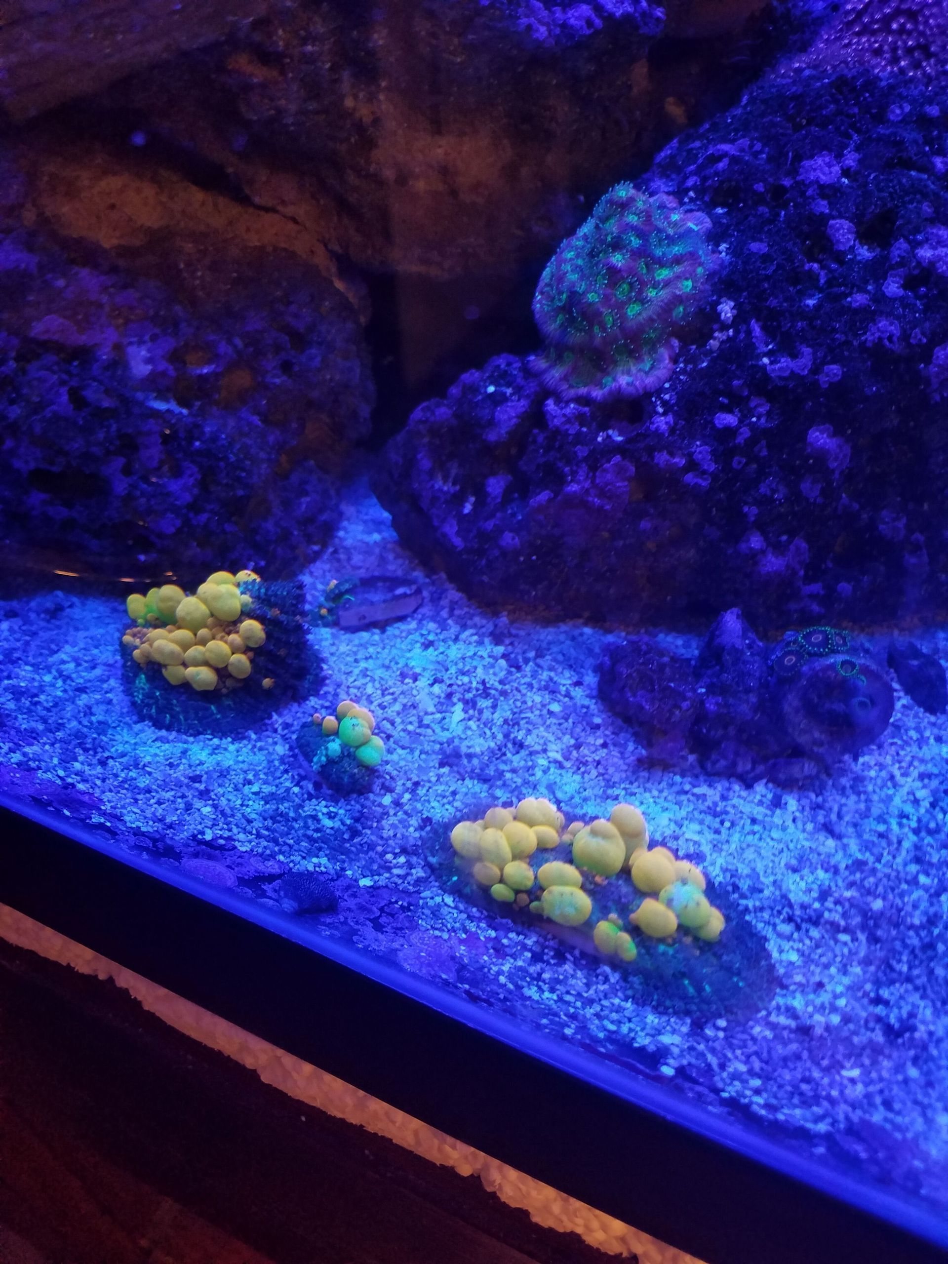 WWC OG Bounce Mushrooms