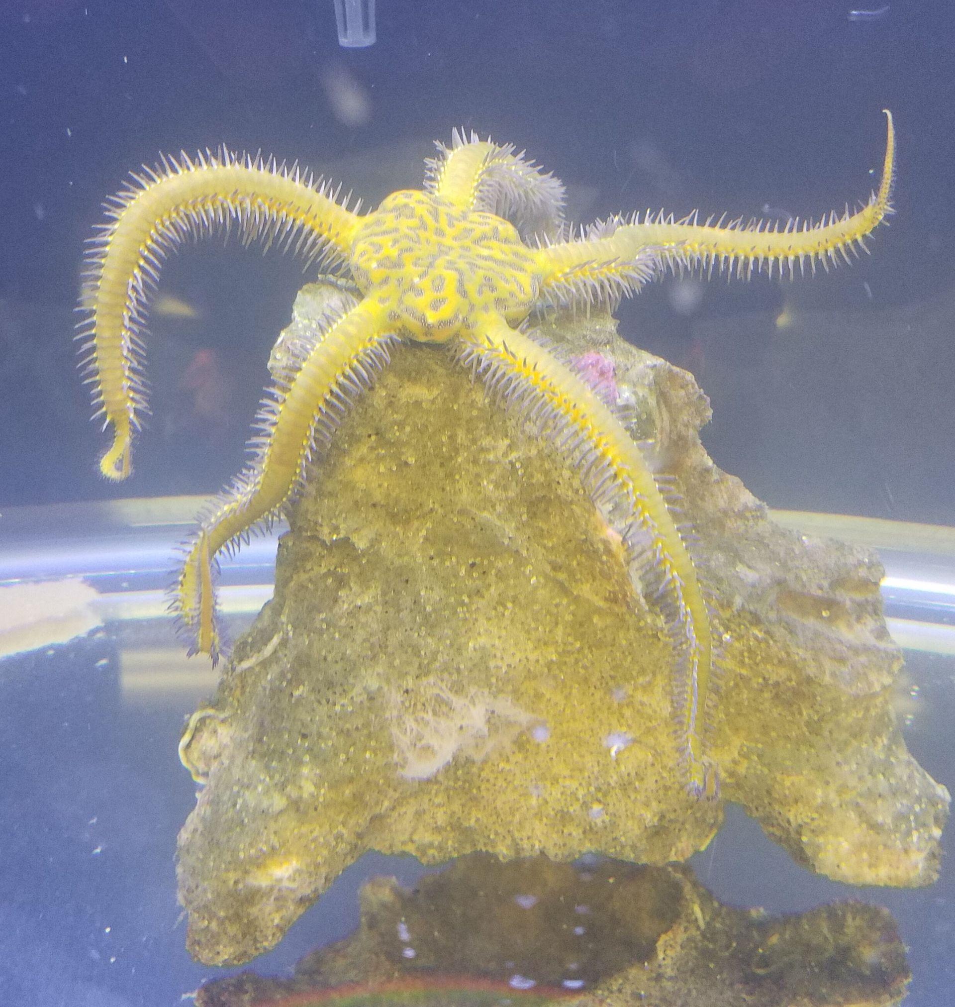 Yellow Brittle Star