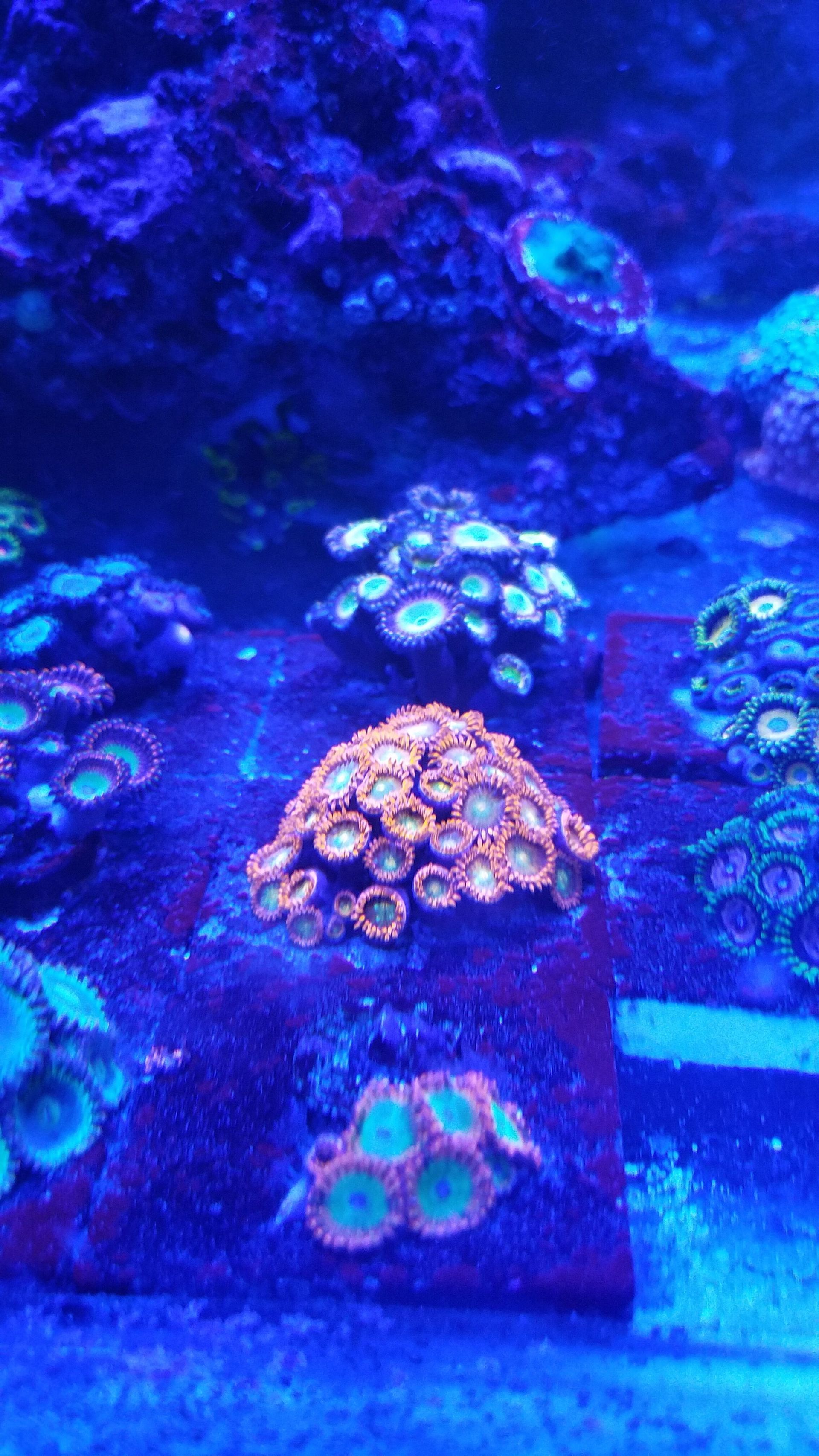 Zoa Frags