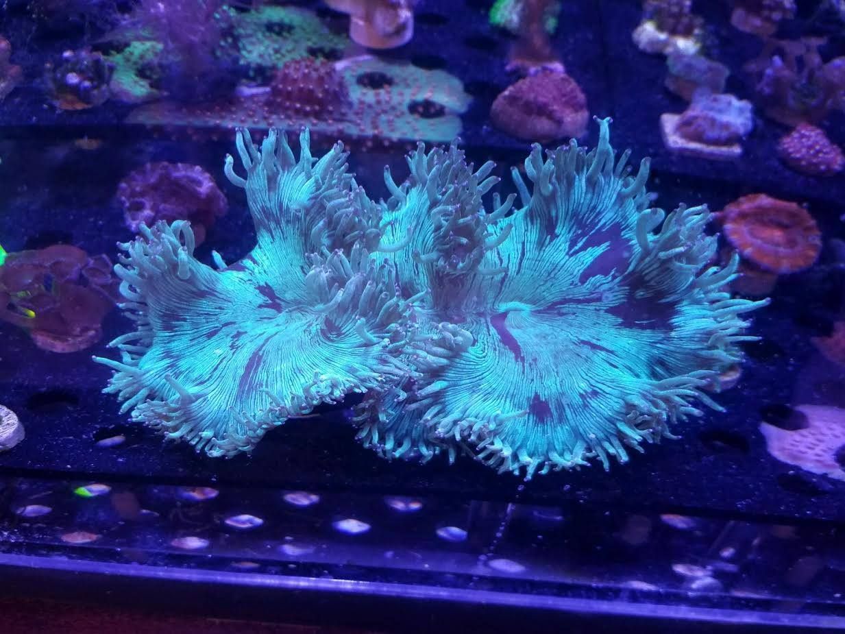 Elegance Coral