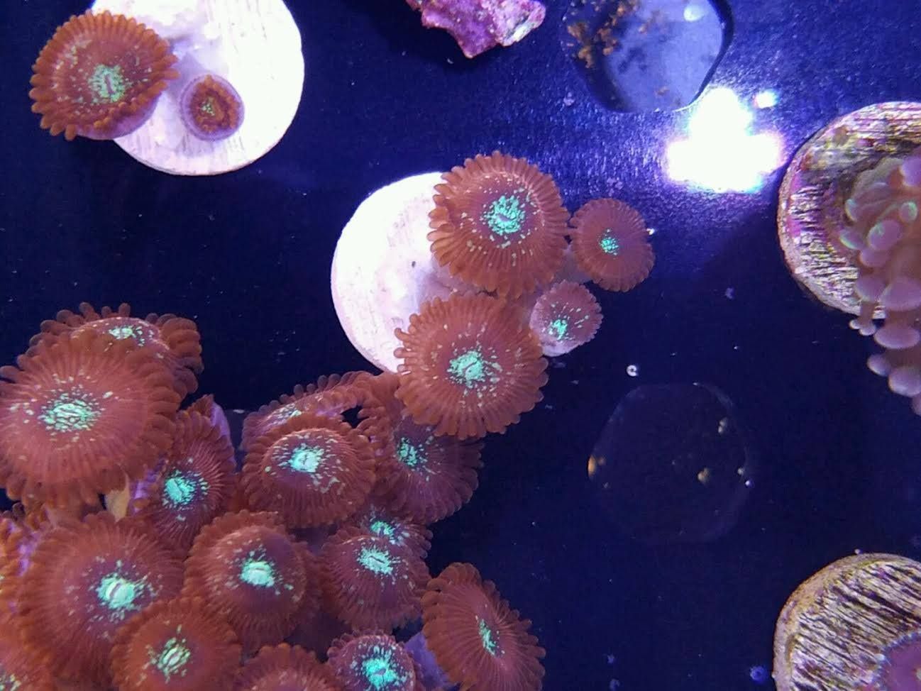 Magician Zoas