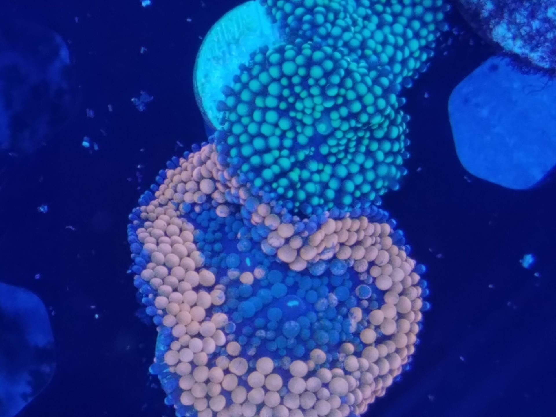 Ricordea Florida Mushrooms