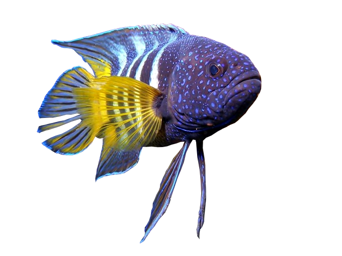 Treasure State Aquariums in Billings, MT