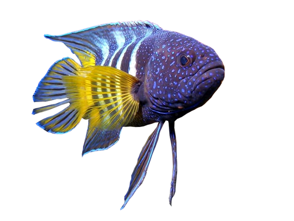 A purple fish with a yellow tail is swimming on a white background