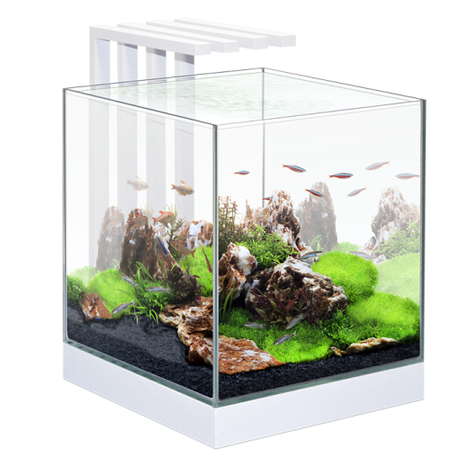 A small aquarium with fish and rocks in it.