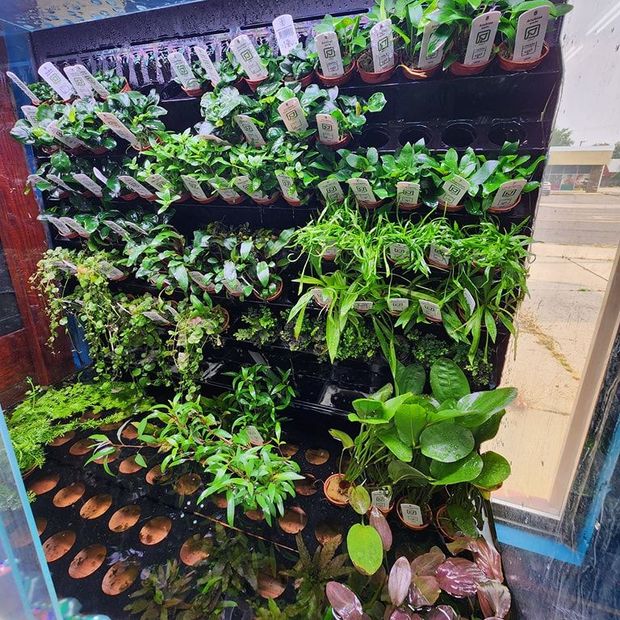 A wall filled with lots of green plants in pots.