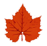 red leaf icon