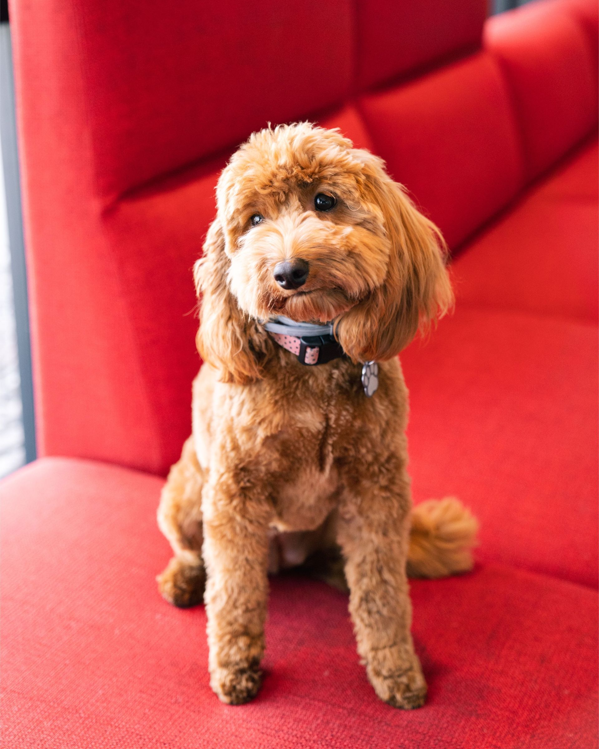 Brown poodle sitting on a red couch, looking at the camera.