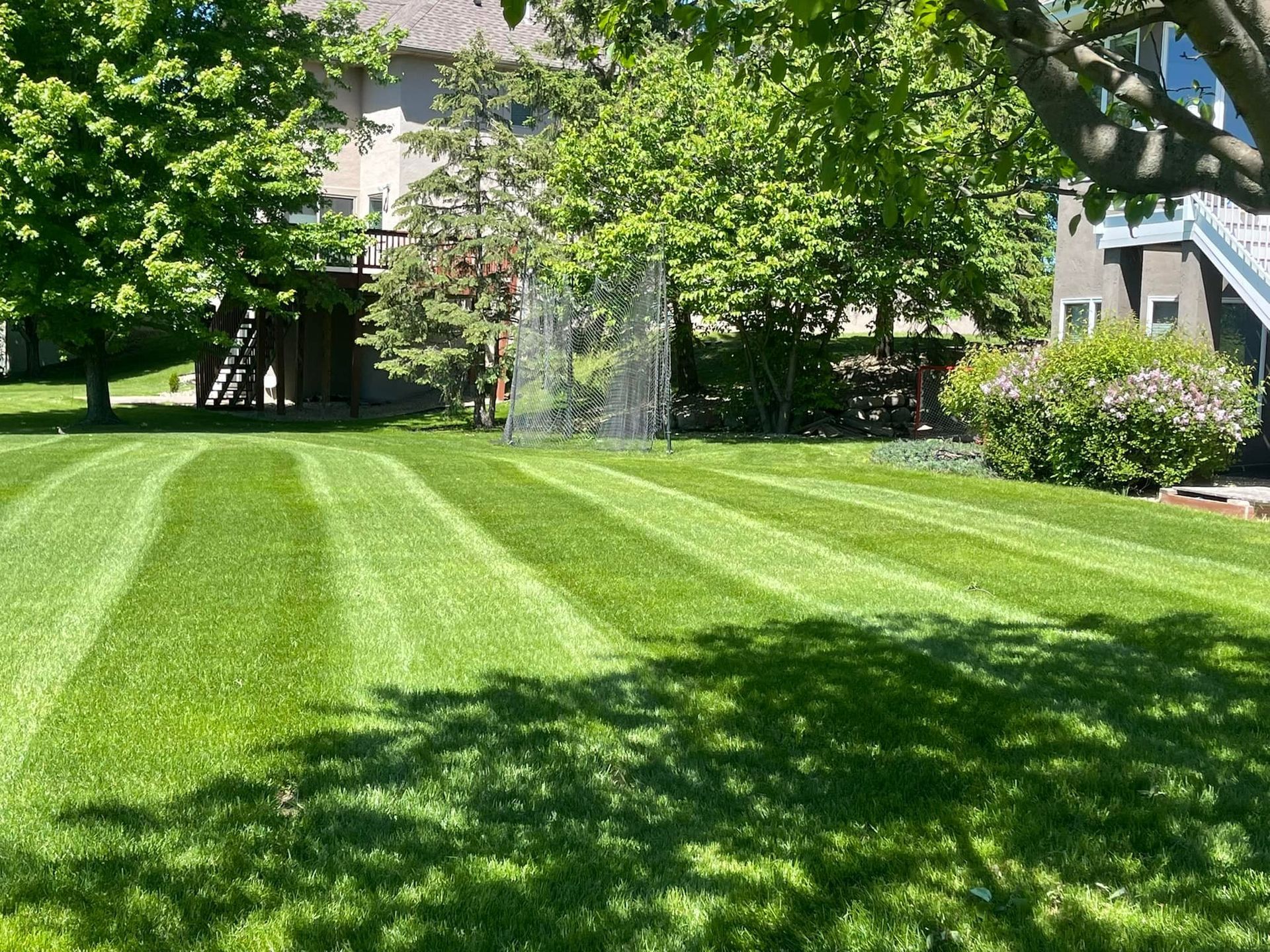 Lawn grass - Hamel, MN - Mama's Boys Lawn and Landscaping LLC