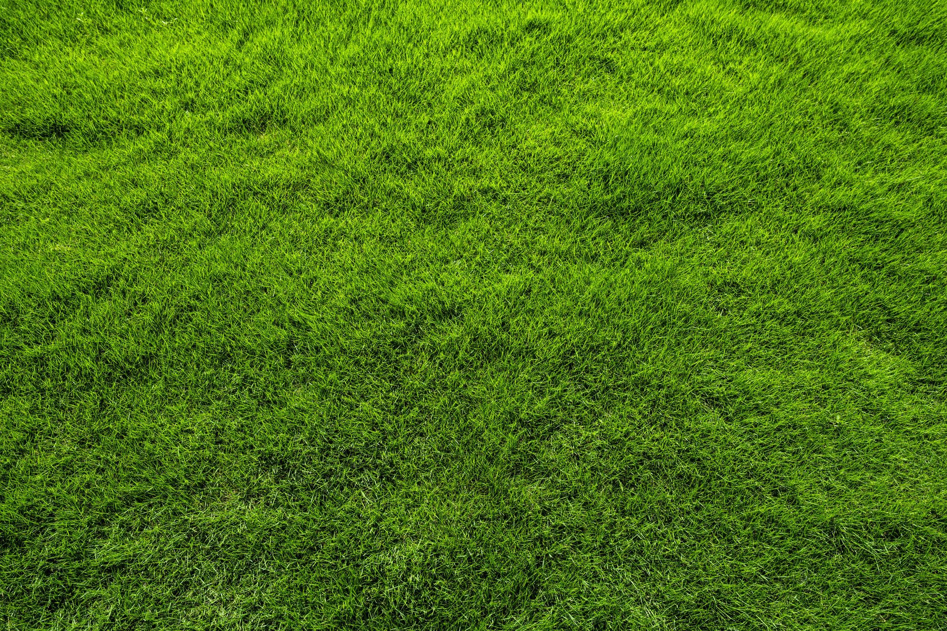 Overseeding grass - Hamel, MN - Mama's Boys Lawn and Landscaping LLC