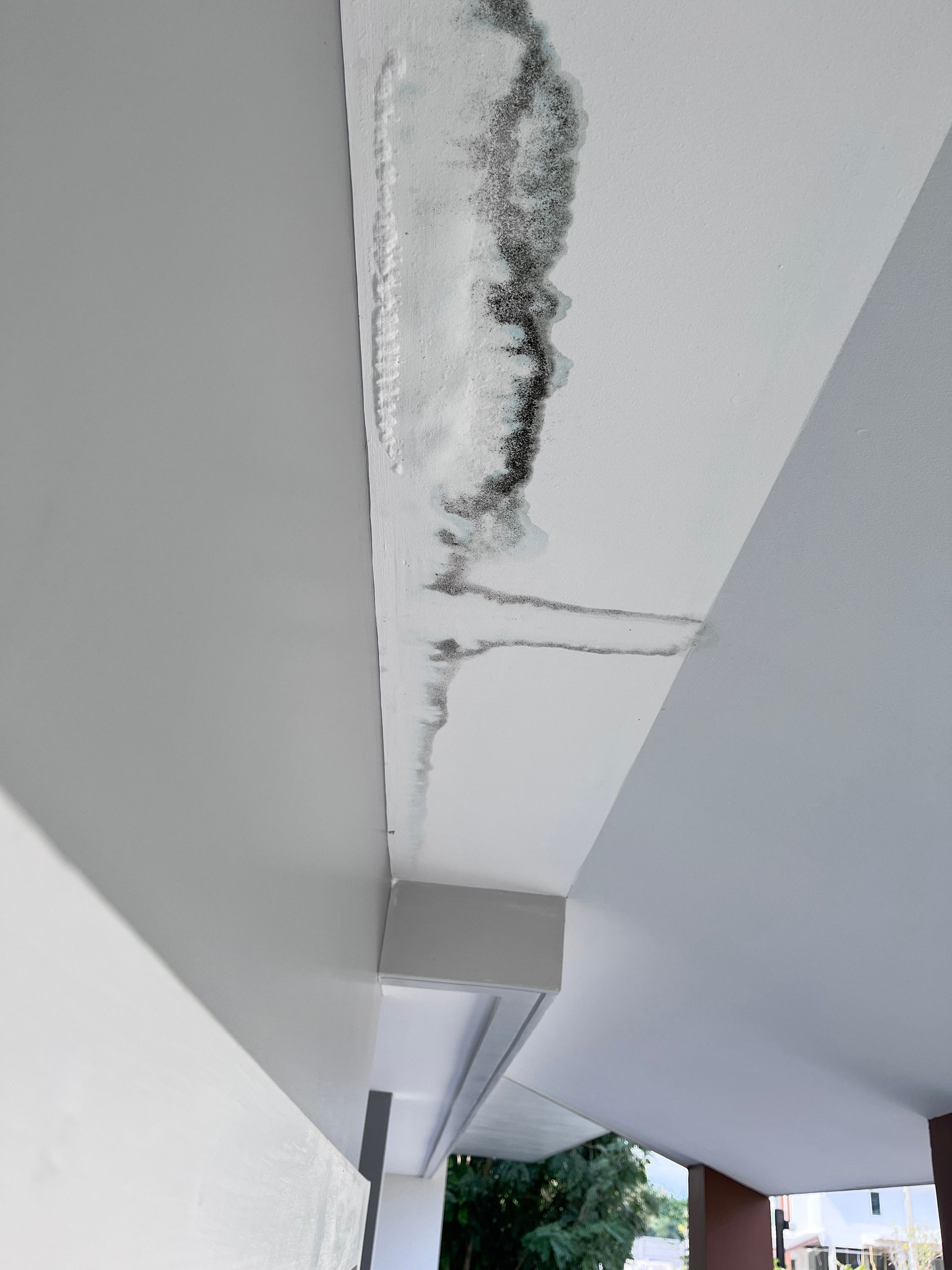 A ceiling with a lot of mold growing on it.