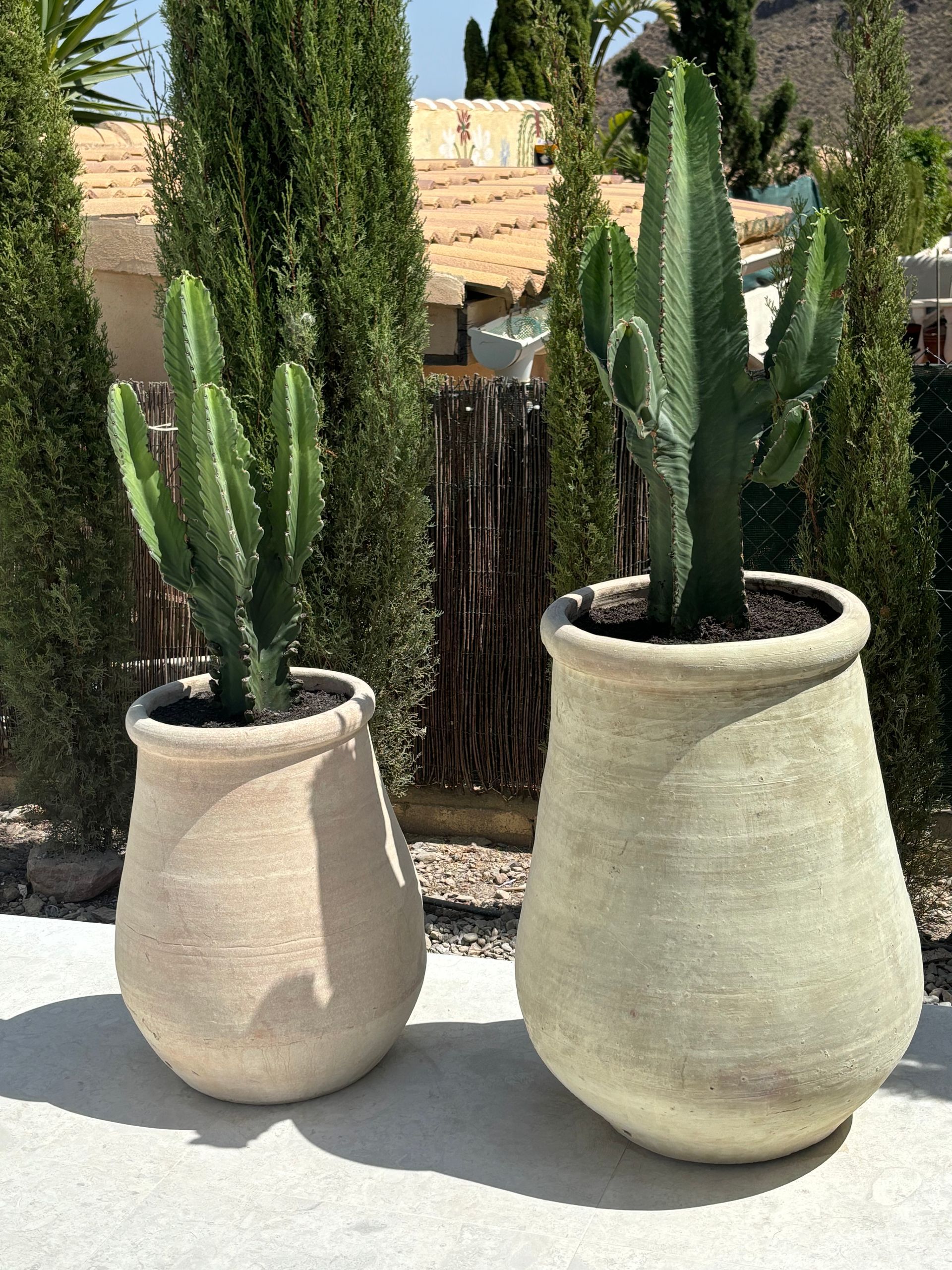 cacti