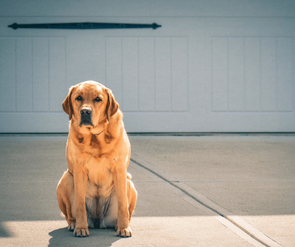 dog sitting on driveway