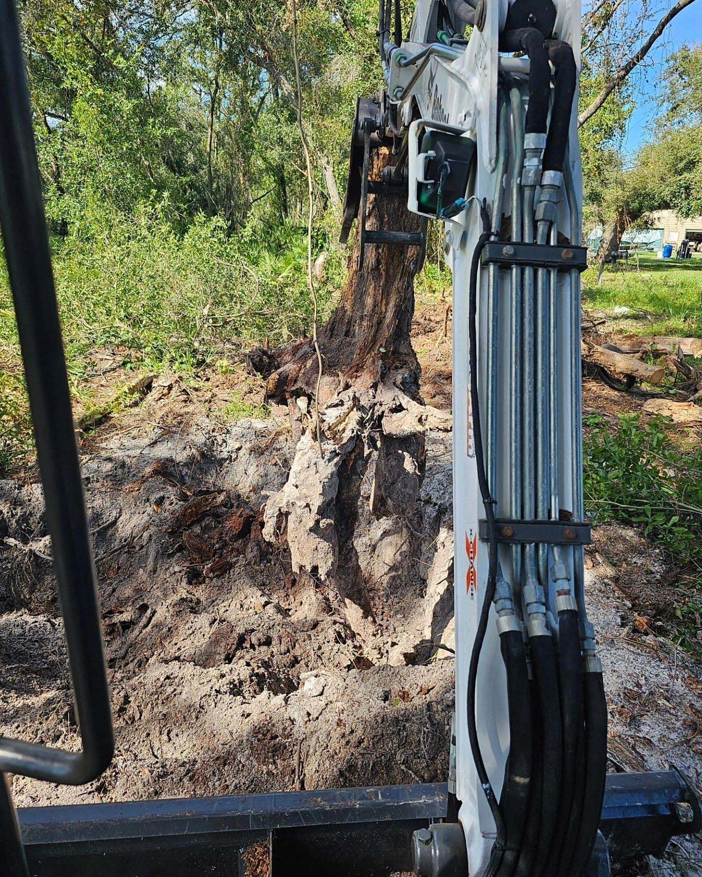 A large tree stump is being removed by a bulldozer.