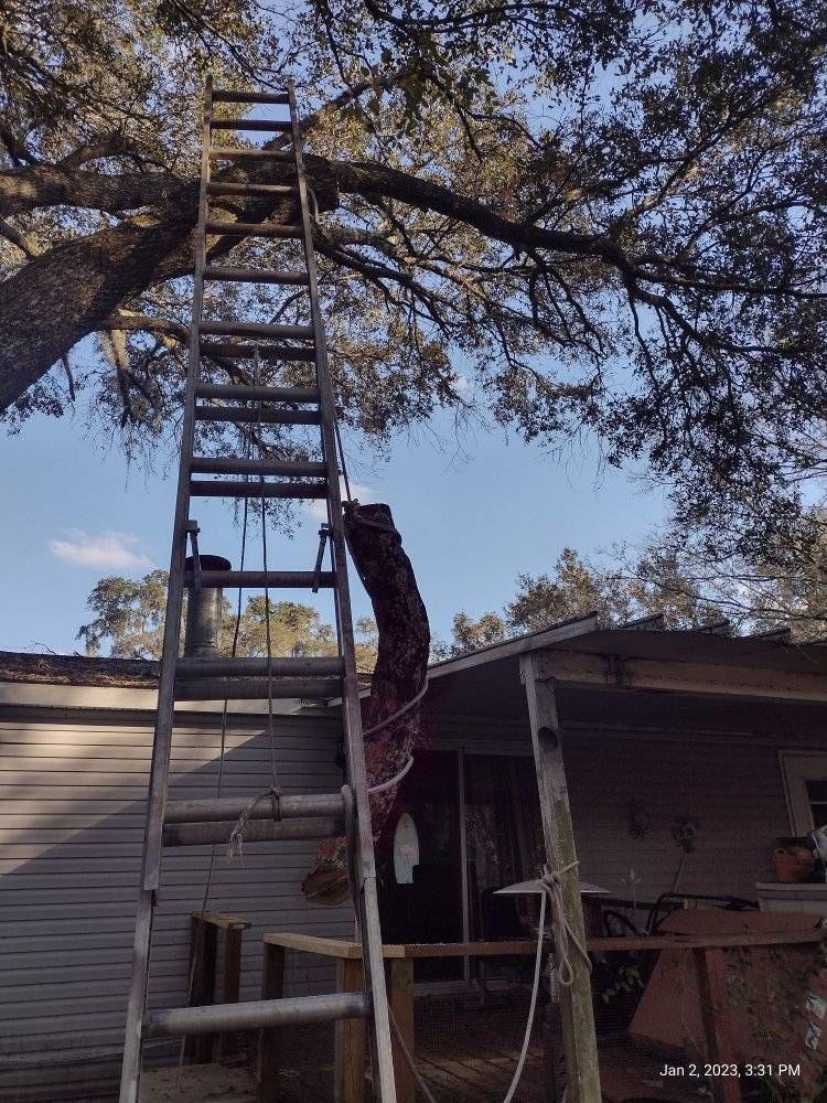 Wooden ladder propped against a large tree, reaching towards a limb. The ladder is near a weathered building.