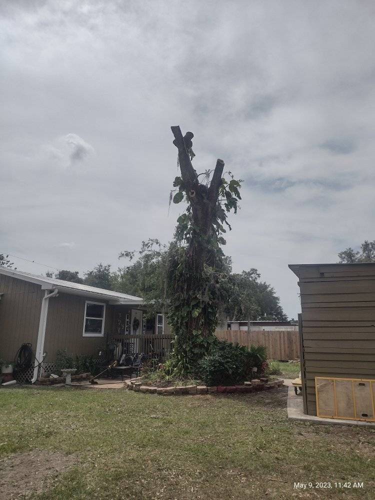 Partially trimmed tree in a yard next to a house and shed under a cloudy sky.