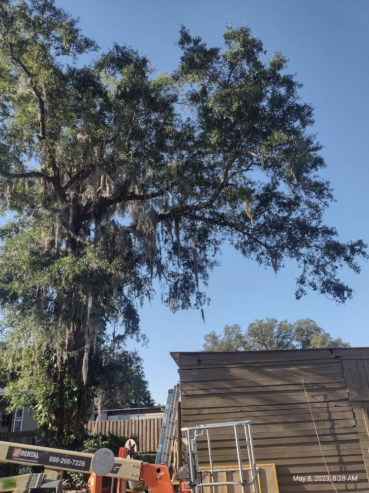 Large tree with Spanish moss near a weathered wooden structure and a lift. Blue sky.