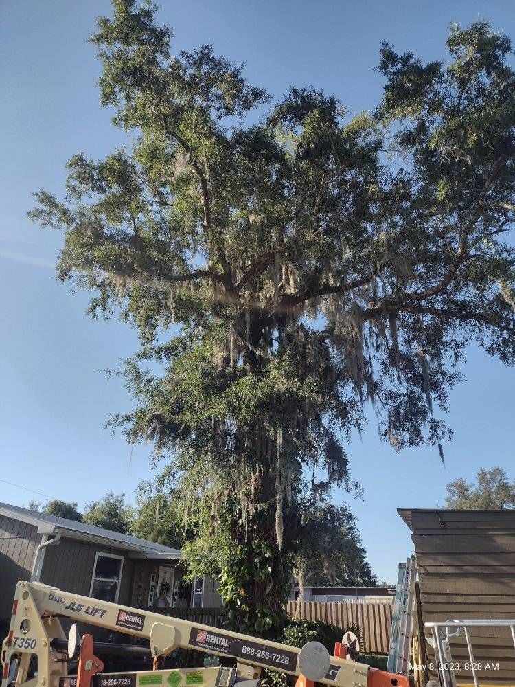 Tall tree with Spanish moss; cherry picker lift adjacent to small buildings, sunny day.