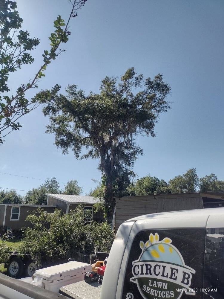 Tall tree with Spanish moss, blue sky, and a Circle B Lawn Services truck.
