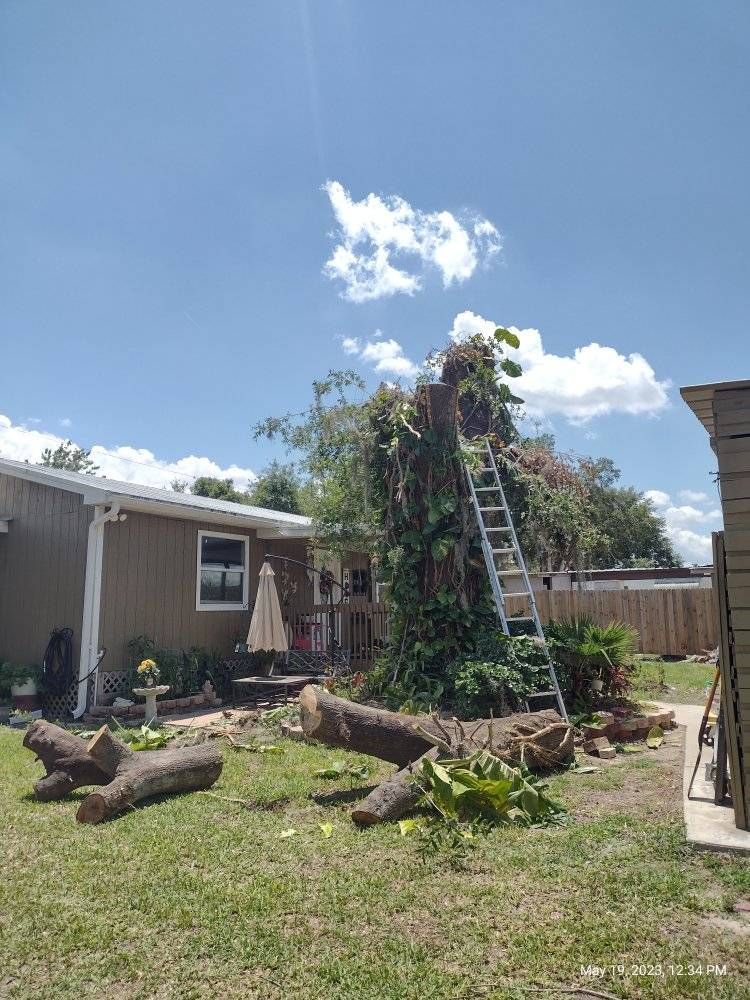 A tall tree being trimmed in a backyard with a ladder, cut logs on the ground, and a sunny sky.