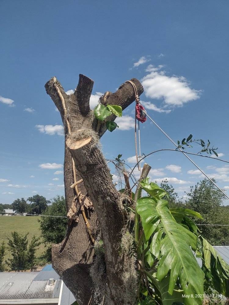 Wooden fence backdrop for lush green plants and dark rocks in a patio setting.