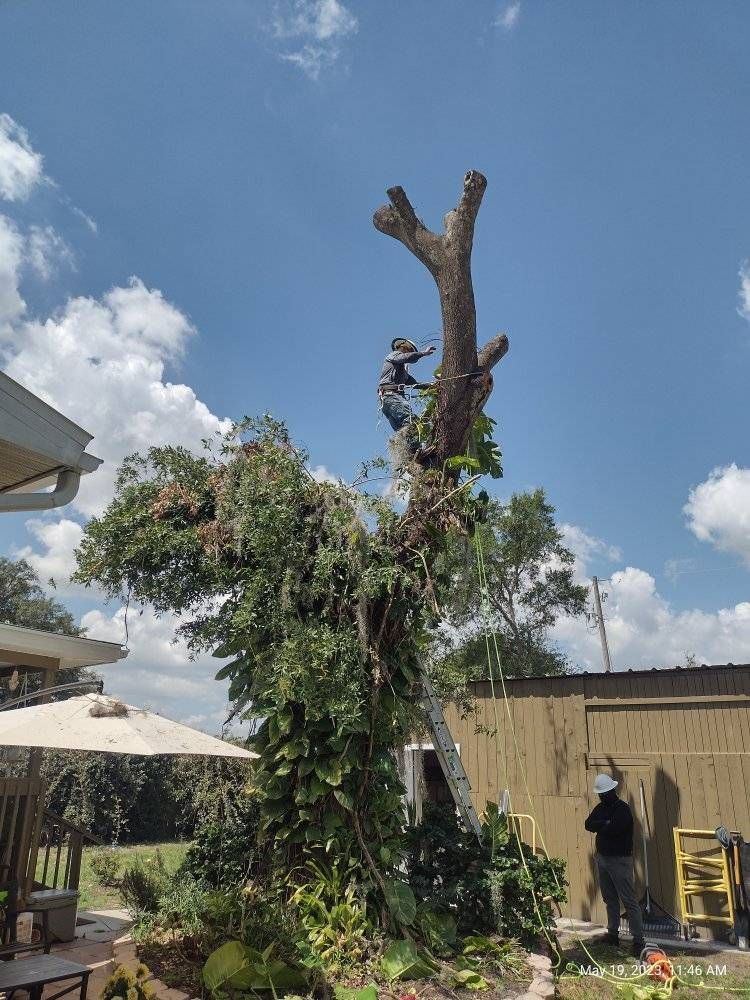 Two workers trimming a tall tree in a yard on a sunny day.