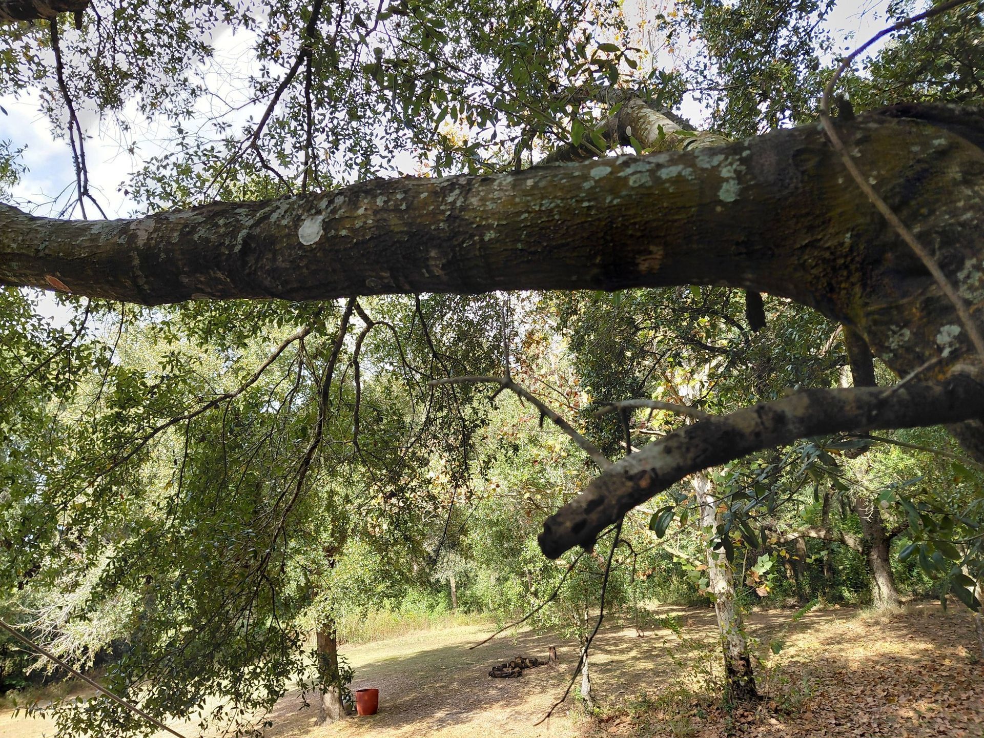 Tree branches extending across a natural outdoor setting, with a glimpse of foliage and sky.