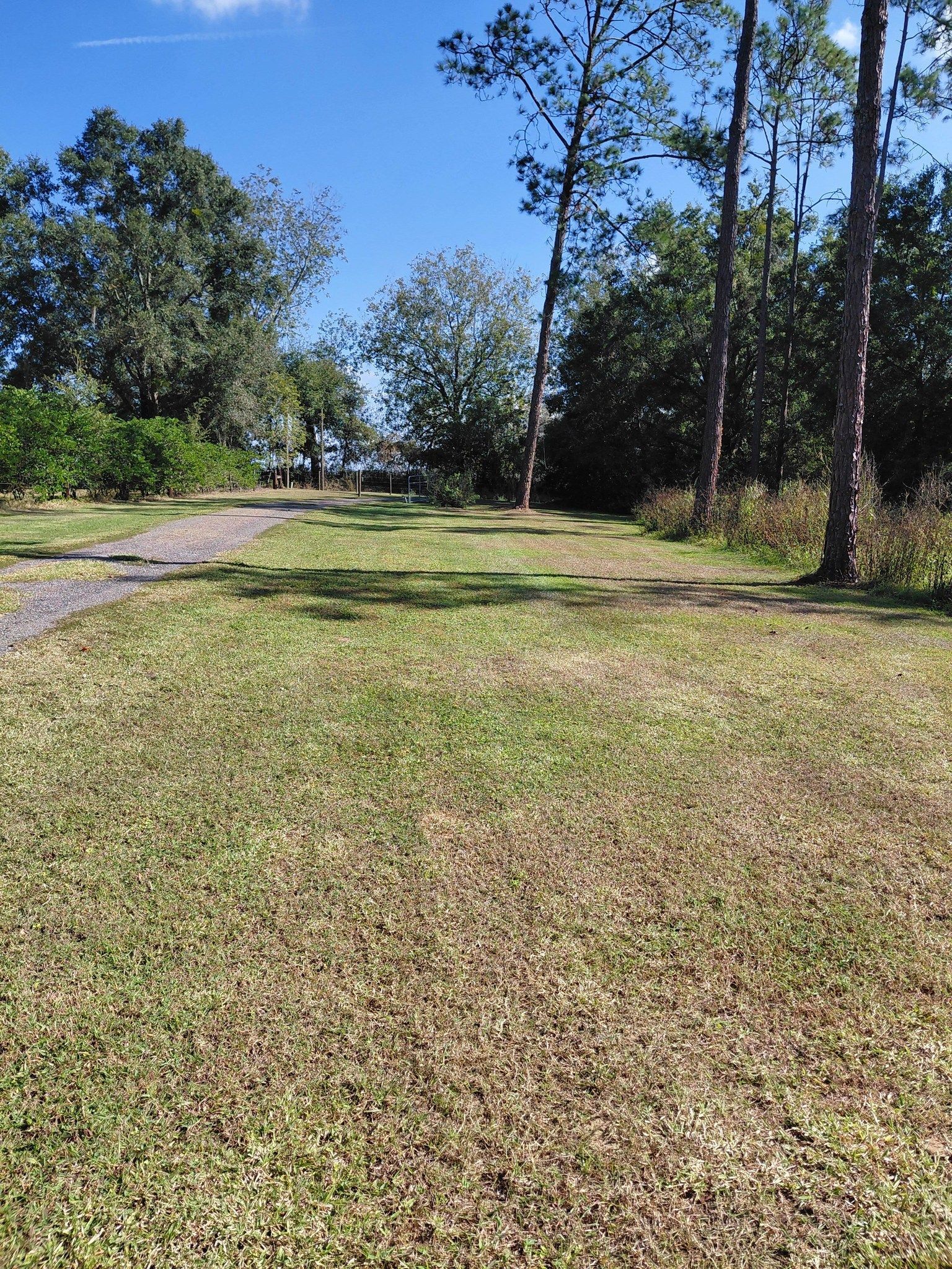 Grassy clearing with dirt path leading to trees under a blue sky; some trees border the clearing on the right and left.