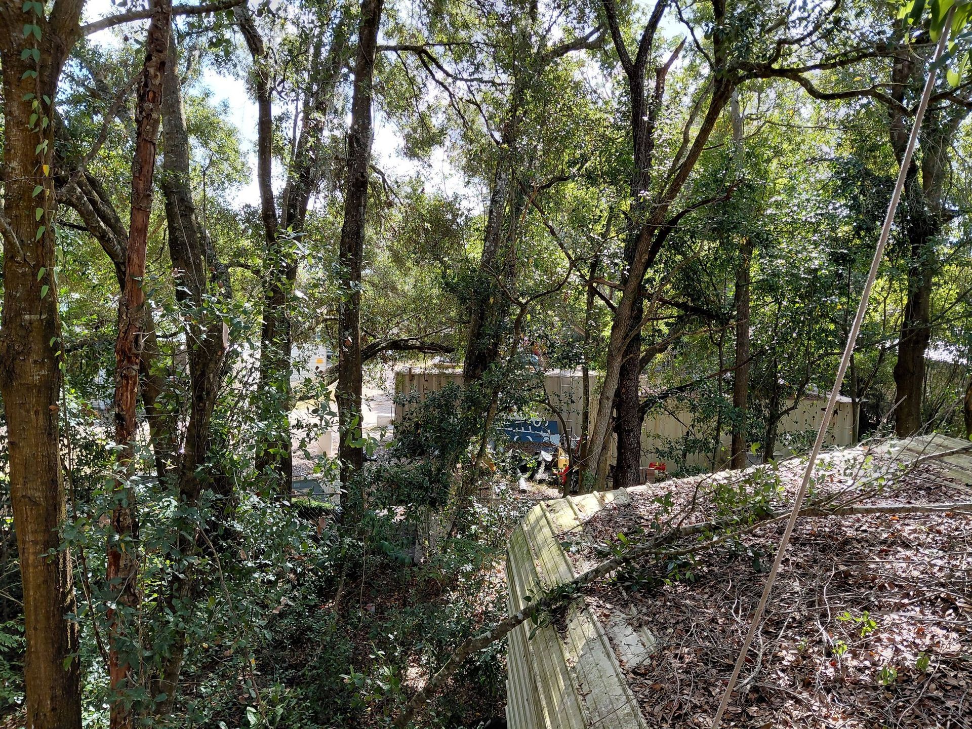 Overgrown rooftop with trees obscuring a building in the distance on a sunny day.