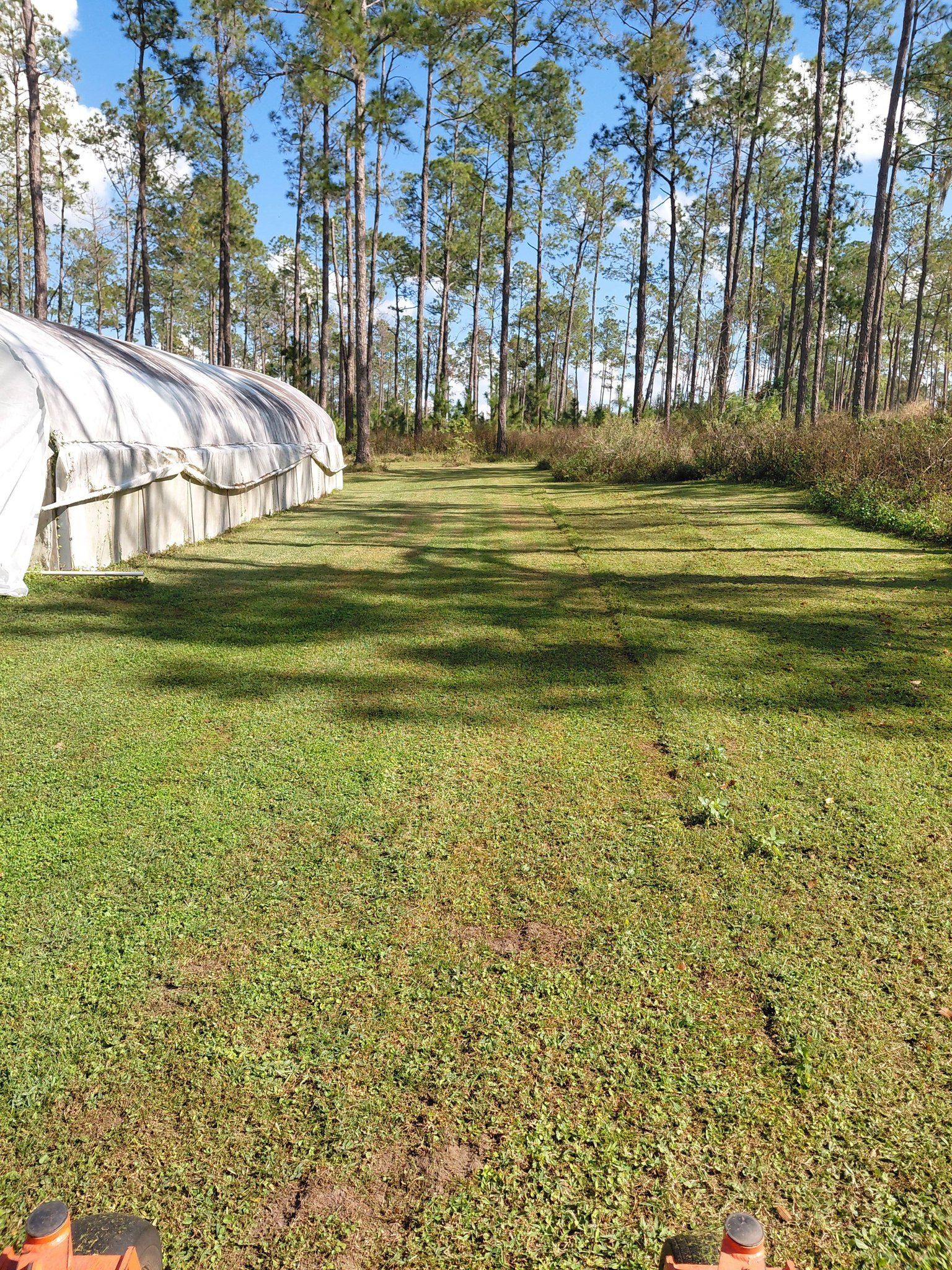 Green field with tall trees behind a greenhouse.