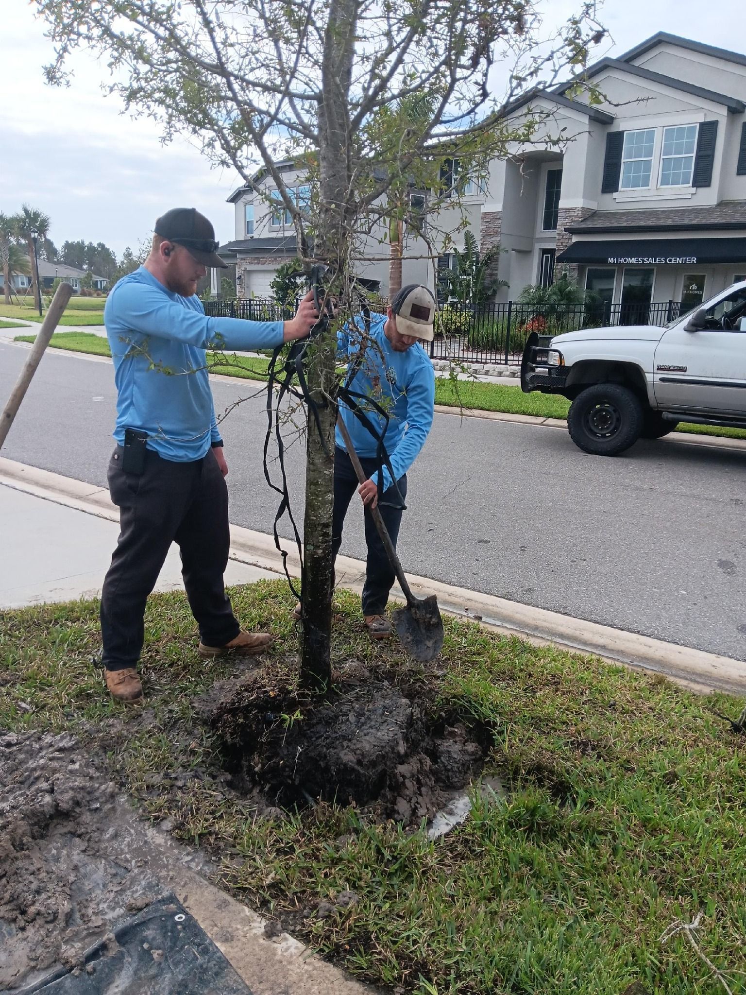 Two men planting a tree on a street. One holds the tree while the other shovels dirt.