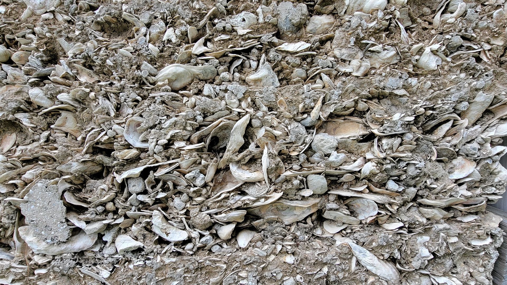 Pile of weathered, broken, and fragmented seashells.