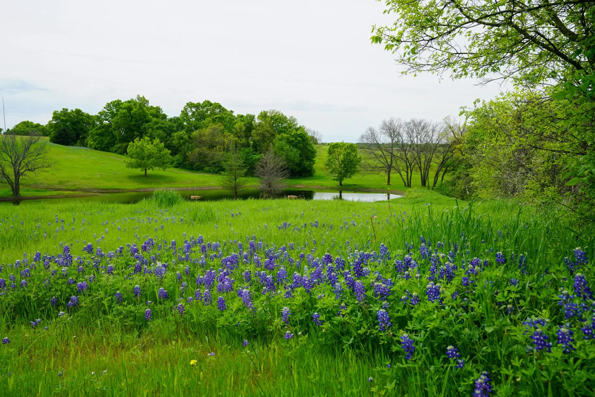 Rolling green field with blue wildflowers, small pond, and trees under a cloudy sky.