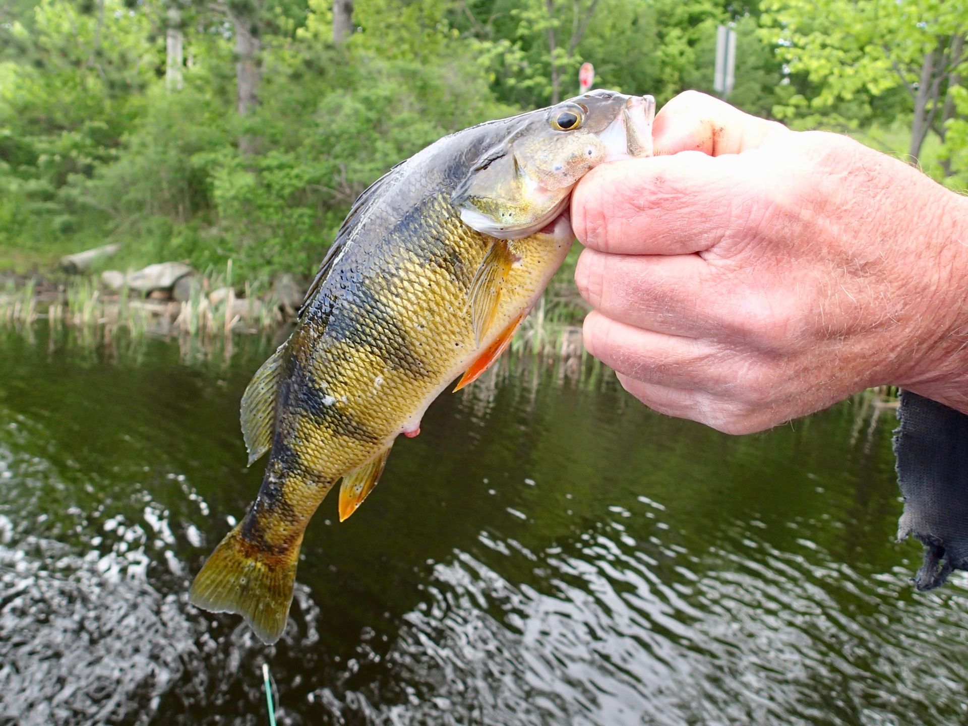 A person is holding a fish in their hand in front of a body of water.