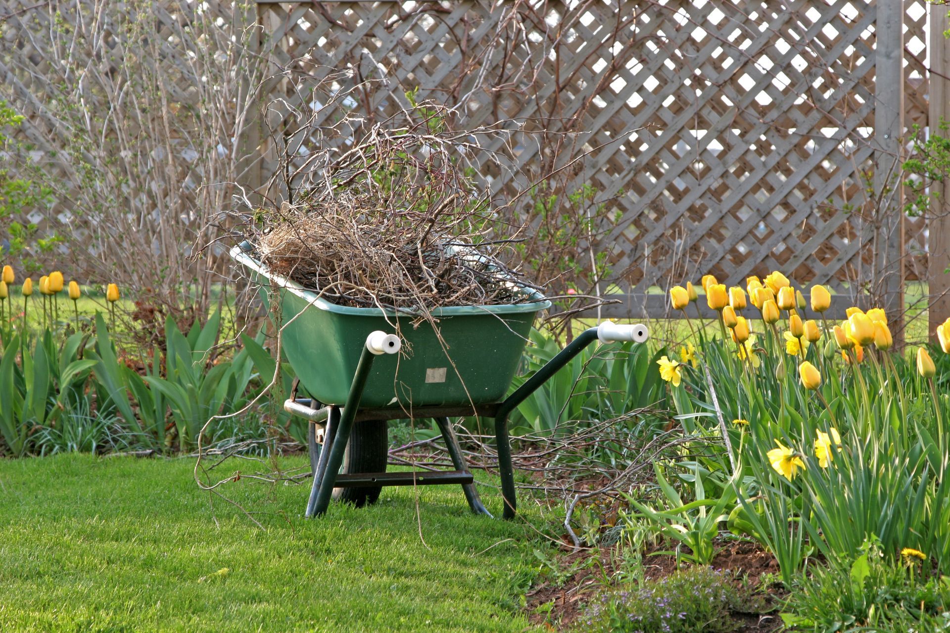 A green wheelbarrow filled with dried branches sits on a grassy lawn beside a bed of yellow daffodils and a lattice fence.
