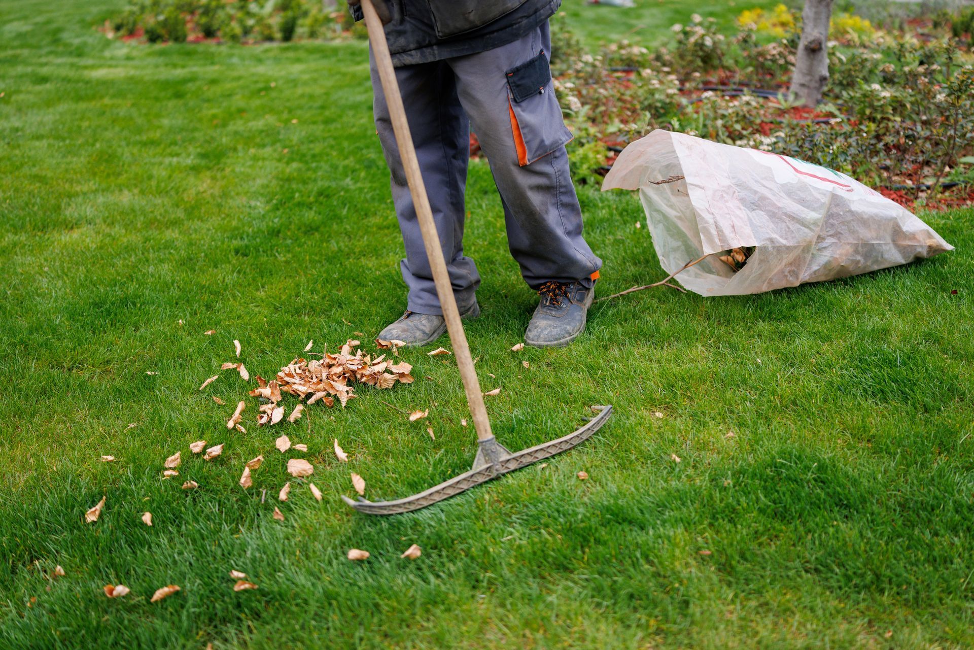 A person in grey work pants rakes fallen leaves on a green lawn next to a white plastic bag.