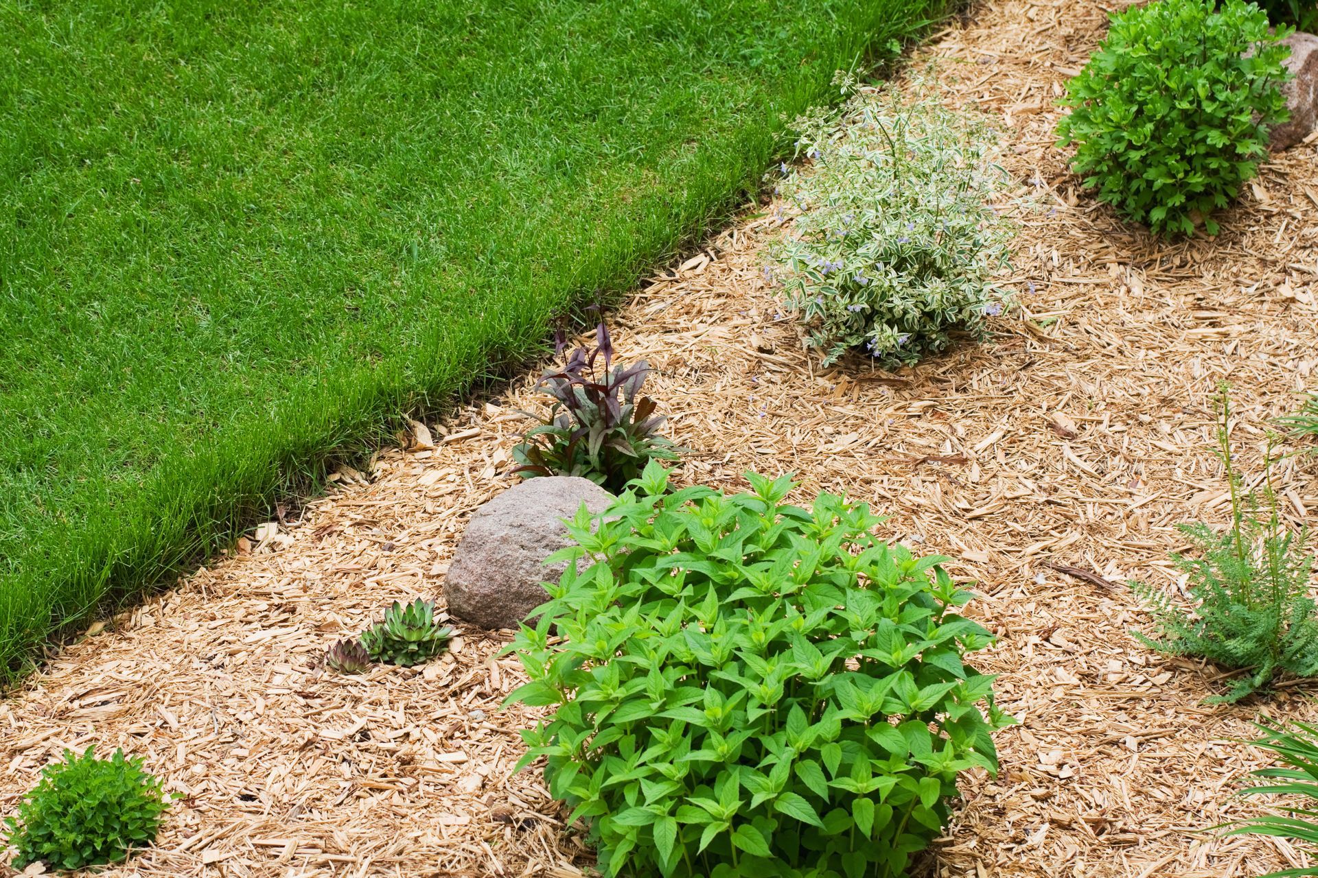A section of green grass bordered by a bed of light-colored wood mulch containing several small shrubs and a stone.