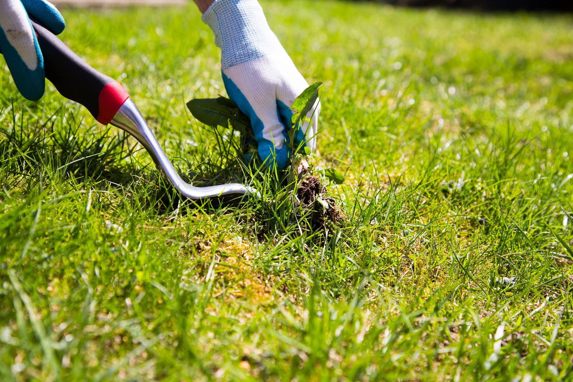 A person wearing work gloves uses a hand weeding tool to remove a weed from a patch of green grass.