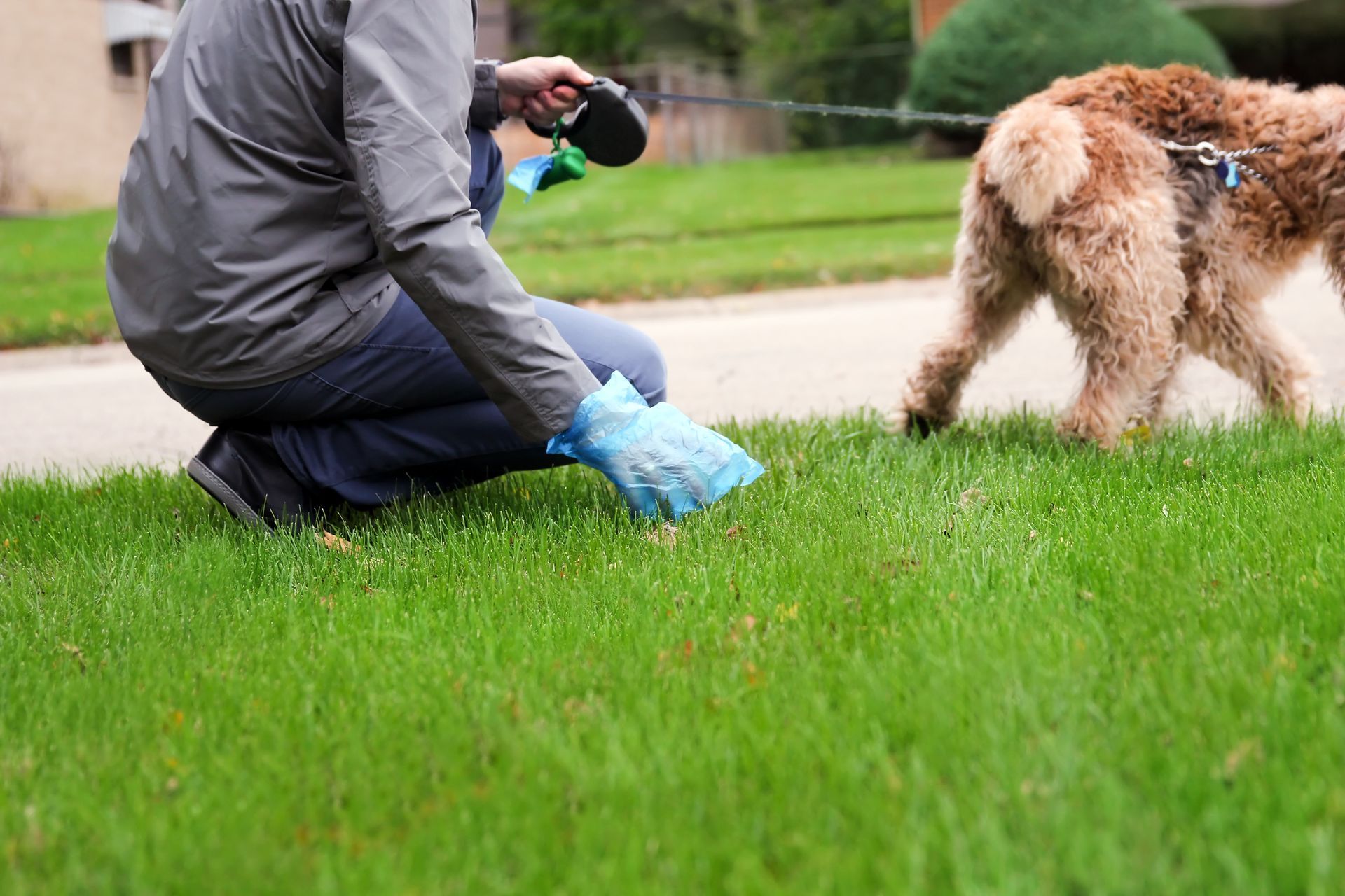 A person wearing a blue glove kneels on the grass to pick up after a dog on a leash.