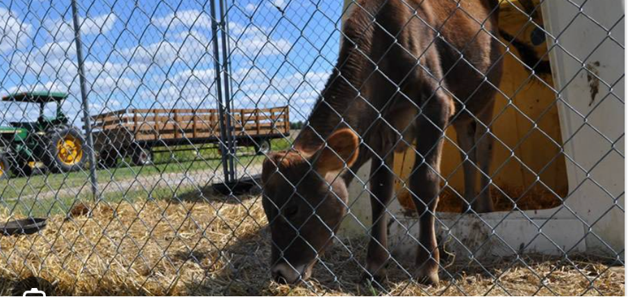 A Cow Behind a Chain Link Fence Eating Hay — Fencing Around Town Townsville in Garbutt, QLD
