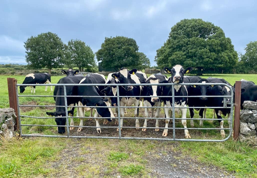 A Herd of Cows Standing Behind a Gate in a Field — Fencing Around Town Townsville in Garbutt, QLD