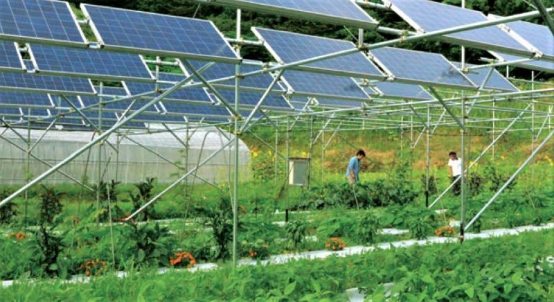 Pannelli fotovoltaici per la bioagricoltura