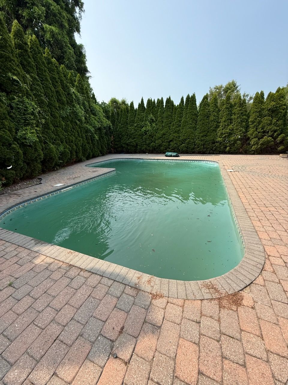 Green, algae-filled rectangular pool surrounded by brick patio, lush green trees in the background under a clear sky.