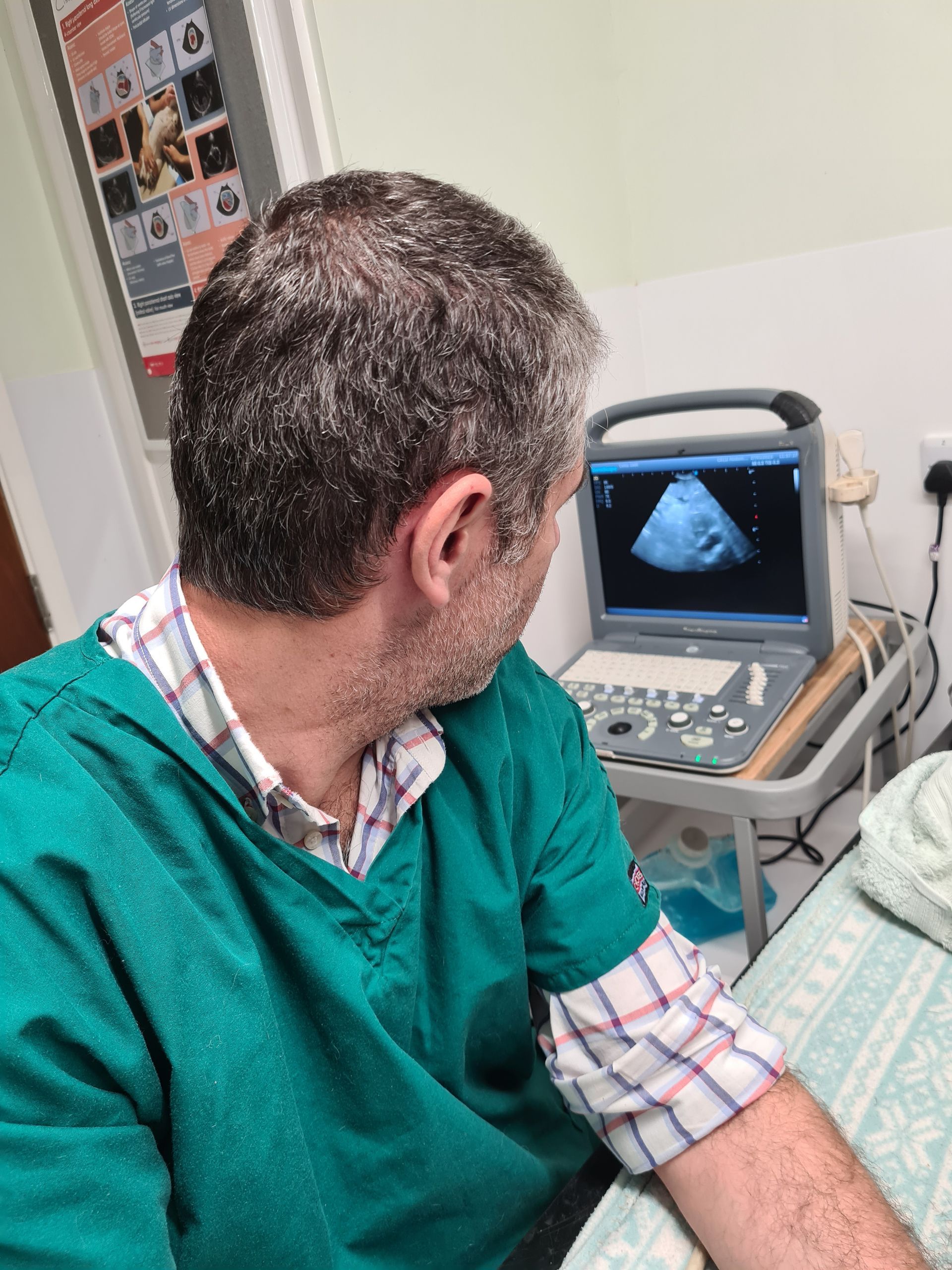 Veterinarian looking at an Ultrasound
