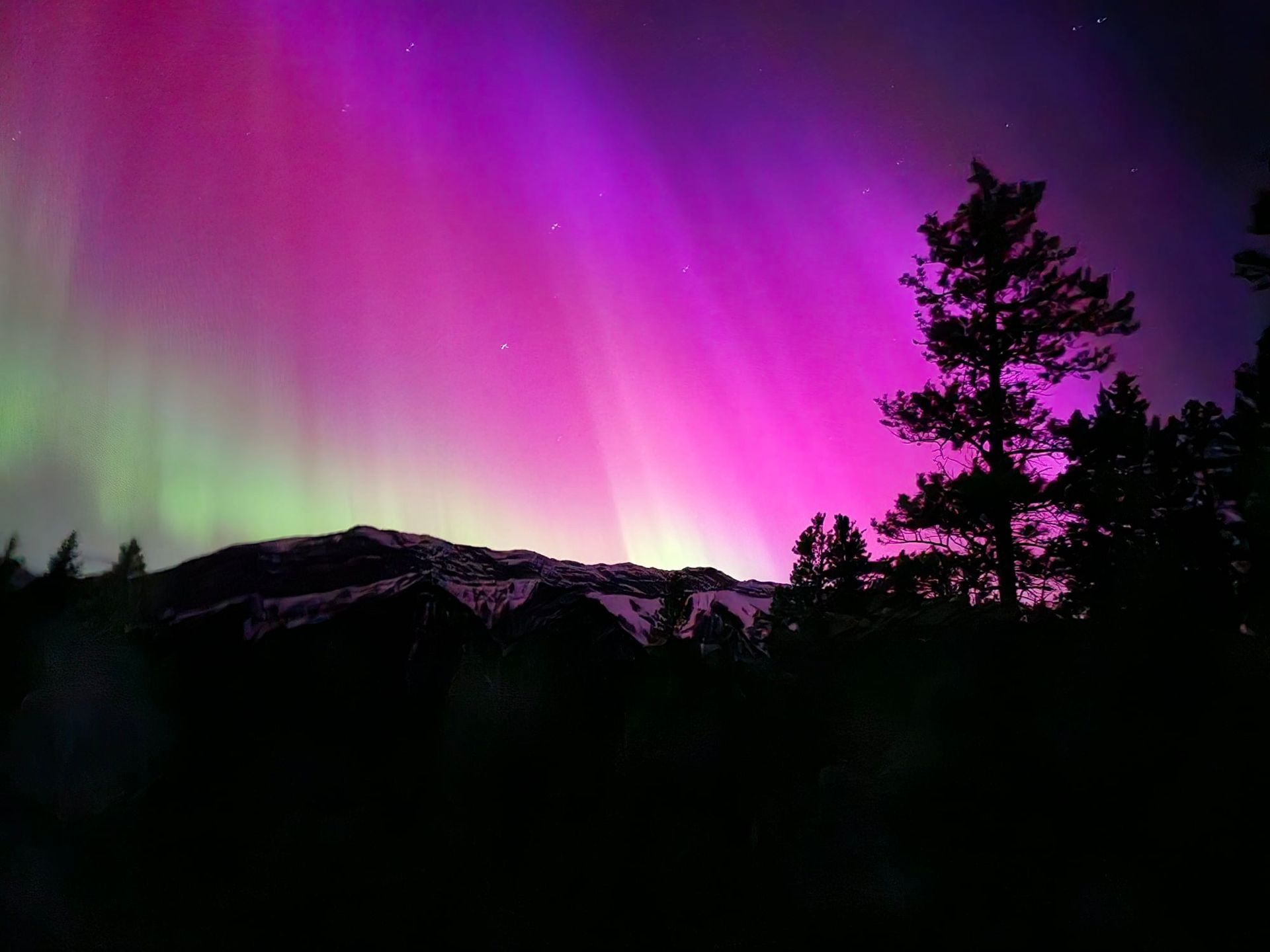 A purple and green aurora borealis over a mountain with trees in the foreground.