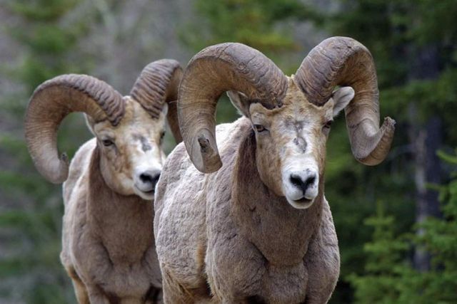 Two bighorn sheep are standing next to each other in the woods.